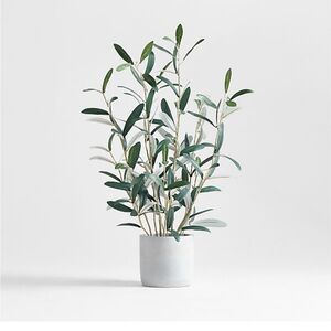 Crate & Barrel 22” Olive Plant